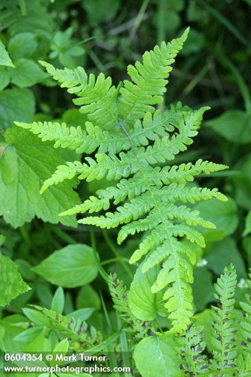 Northern Beech Fern
