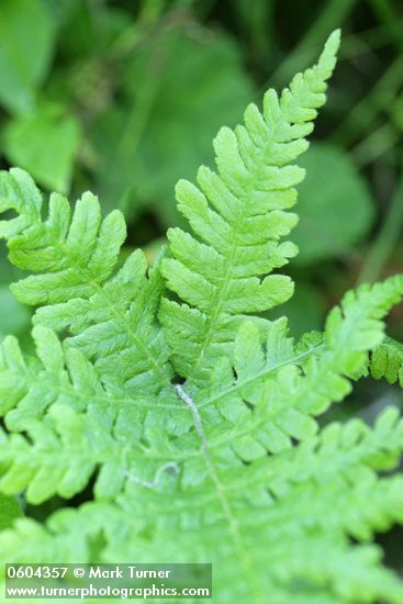 Northern Beech Fern foliage detail
