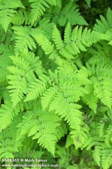 Western Oak Fern