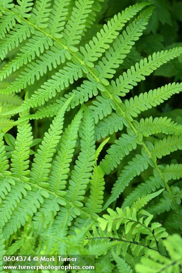 Mountain Fern (Queen's-veil Maiden Fern)