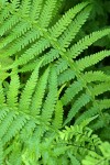 Mountain Fern (Queen's-veil Maiden Fern)