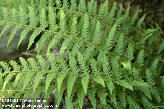 Anderson's Sword Fern (Anderson's Hollyfern)