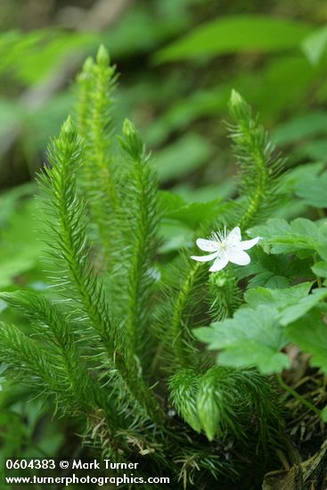 Chinese Clubmoss (Pacific Fir-moss) w/ Strawberry Bramble