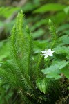 Chinese Clubmoss (Pacific Fir-moss) w/ Strawberry Bramble