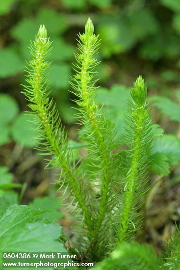 Chinese Clubmoss (Pacific Fir-moss)