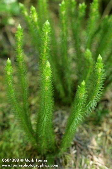 Chinese Clubmoss (Pacific Fir-moss)