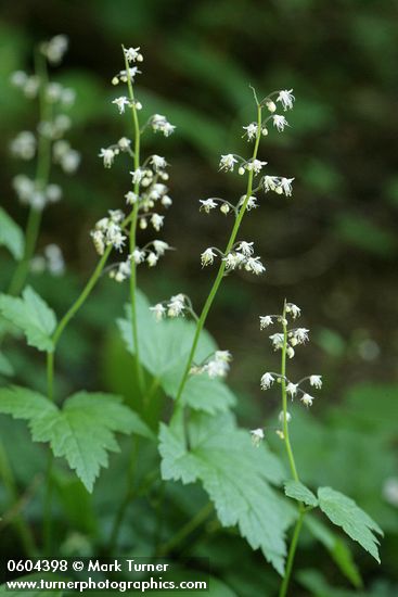 Foamflower