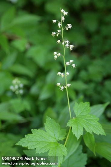 Foamflower