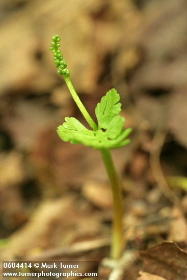 Northwest Moonwort
