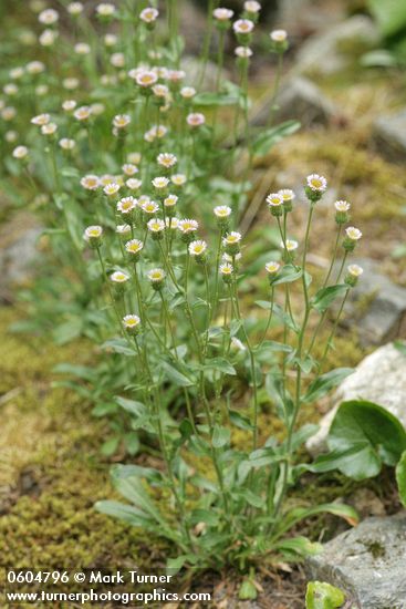 Bitter Fleabane