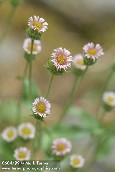 Bitter Fleabane blossoms detail