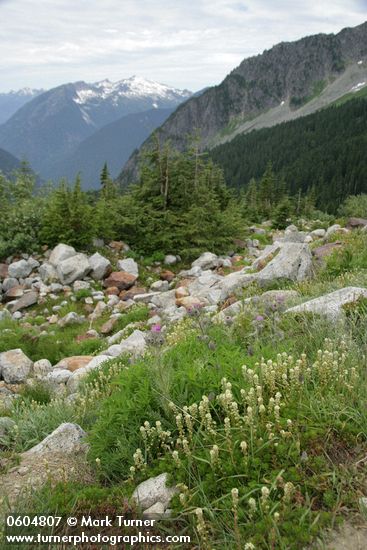 Partridgefoot & Edible Thistle in Boston Basin; Hiddle Lake Peak soft bkgnd