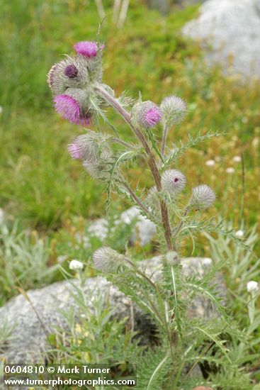 Edible Thistle