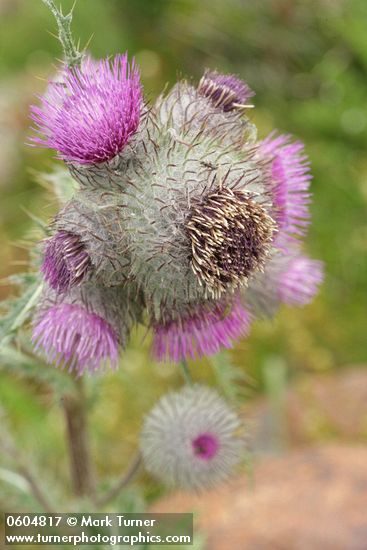 Edible Thistle blossoms detail