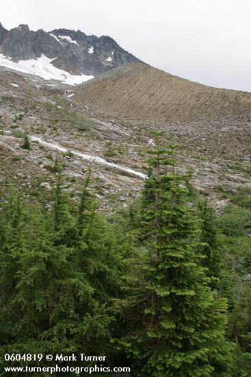 Boston Glacier lateral moraine w/ Mountain Hemlocks & Subalpine Firs fgnd