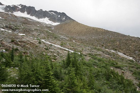 Boston Glacier lateral moraine w/ Mountain Hemlocks & Subalpine Firs fgnd