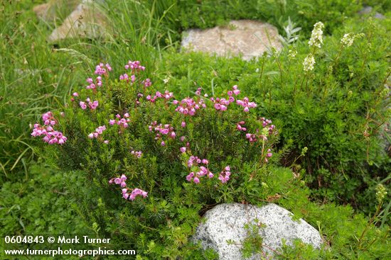 Pink Mountain-heather w/ Partridgefoot