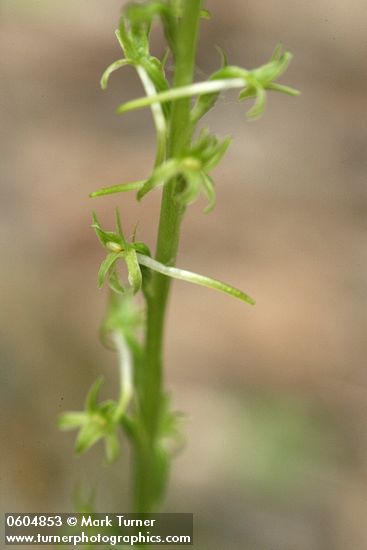 Elegant Piperia blossoms detail