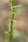 Elegant Piperia blossoms detail