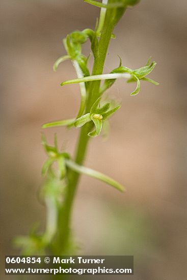 Elegant Piperia blossoms detail