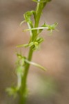 Elegant Piperia blossoms detail