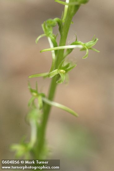 Elegant Piperia blossoms detail