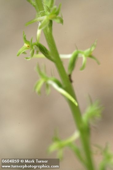 Elegant Piperia blossoms detail