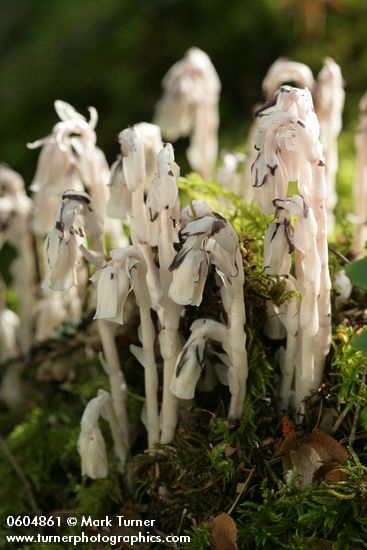 Indian Pipe