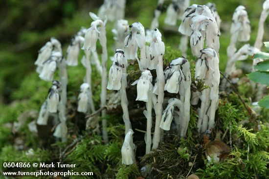 Indian Pipe