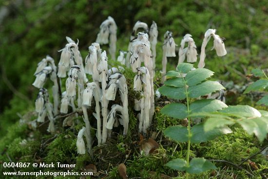 Indian Pipe w/ Dull Oregon-grape foliage