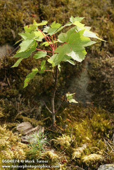 Young Douglas Maple on moss-covered boulders w/ Douglas-fir seedling fgnd