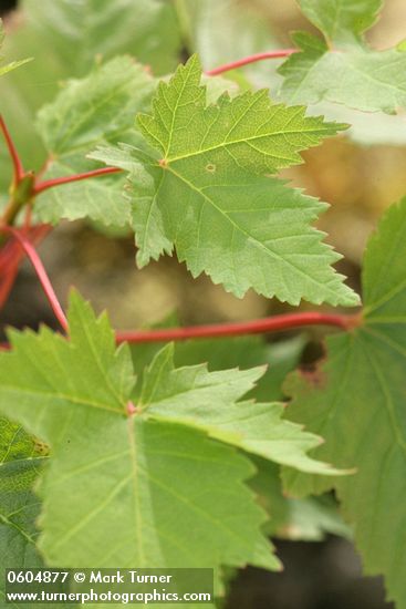 Douglas Maple foliage detail