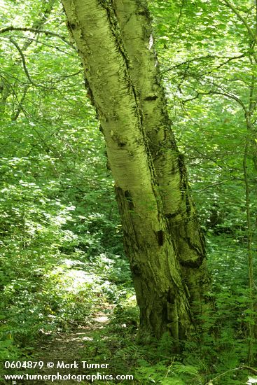 Large Paper Birches along trail in sun-dappled forest