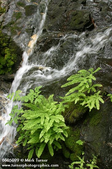 Maidenhair Ferns among mossy rocks at edge of small waterfall