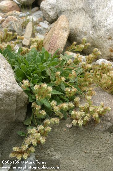 Silverleaf Phacelia on sandy soil at Neve Camp
