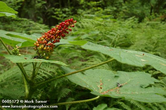 Devil's Club red berries & foliage