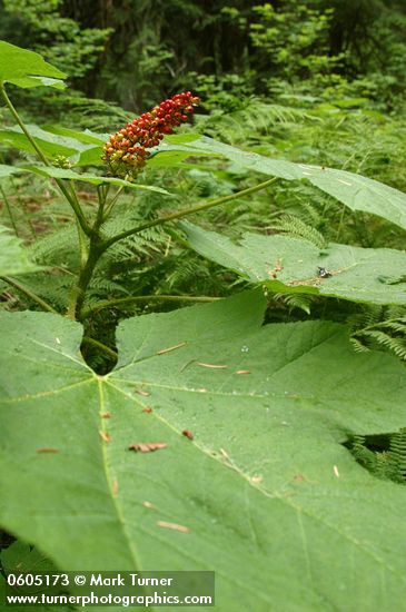 Devil's Club red berries & foliage