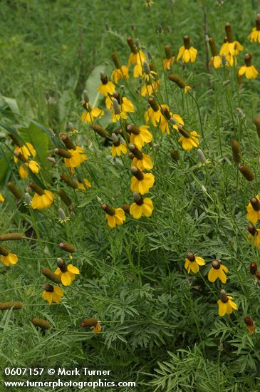 Mexican Hat (Upright Prairie Coneflower)