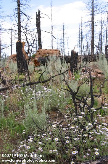 Three-nerved Daisies among burned forest on Wilson Mesa