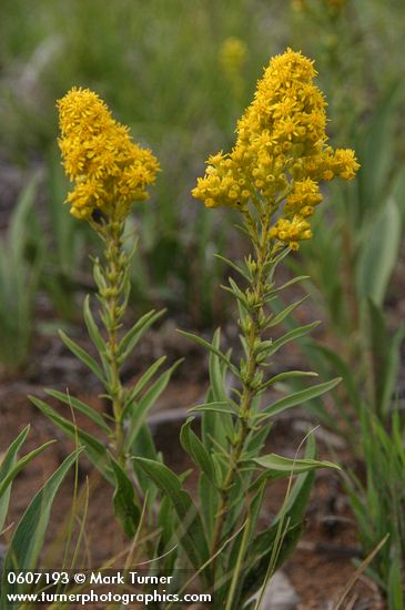 Narrow Goldenrod (Mt. Albert Goldenrod)