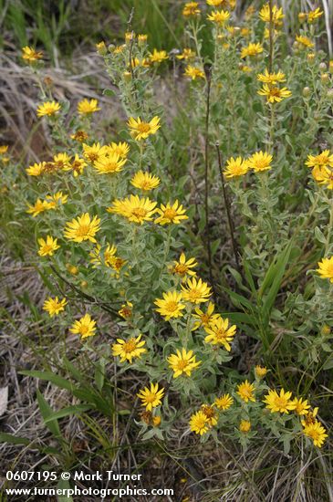 Hairy False Goldenaster