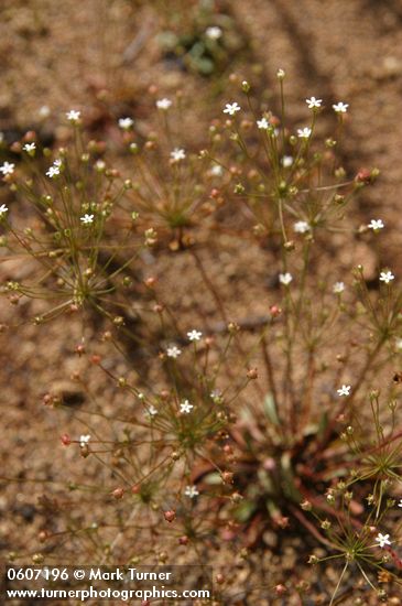 Northern Rock Jasmine