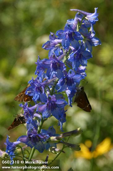 Rocky Mountain Larkspur blossoms w/ butterflies