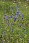 Rocky Mountain Larkspur