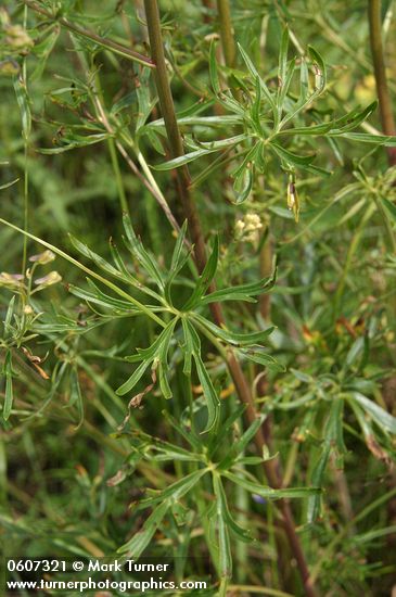 Rocky Mountain Larkspur cauline leaves