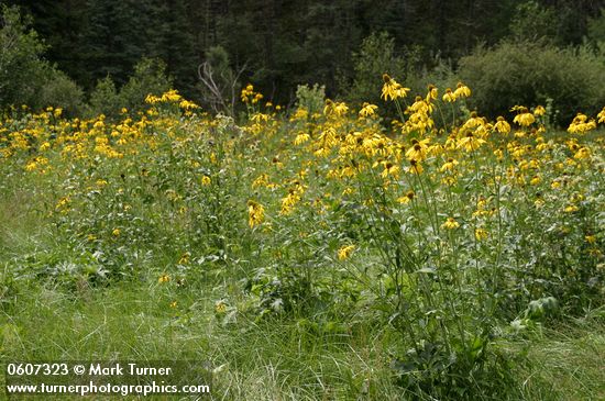 Cutleaf Coneflowers