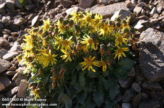 Dandelion Butterweed (Dandelion Ragwort) on alpine scree