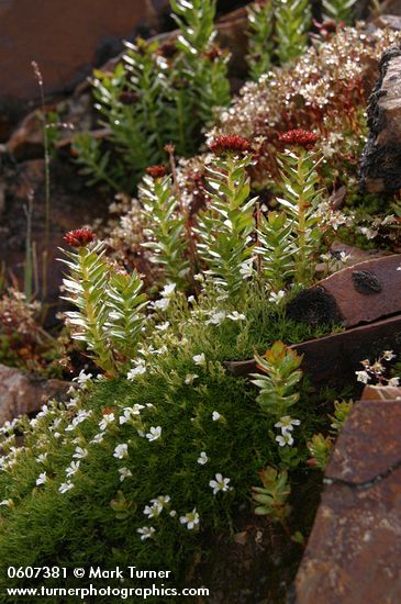 Alpine Sandwort w/ King's Crown Sedum