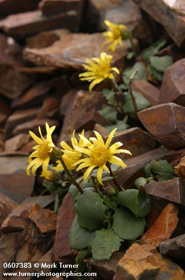 Dandelion Butterweed (Dandelion Ragwort) on alpine scree