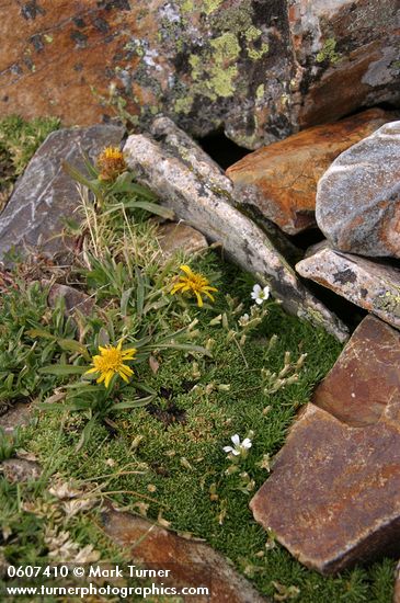 Alpine Sandwort & __________ among rocks on Baldy summit